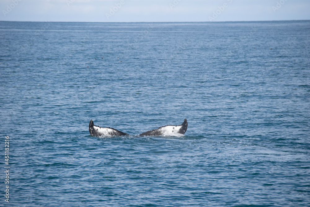 Fototapeta premium humpback tail