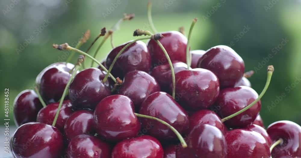 Fresh Ripe Berries Sweet Cherry Close-up outdoors in Garden.  Rotation Organic Red Cherries Isolated on Green Nature Background. Harvest Organic Sweet Berries Rotating Outside in Nature.