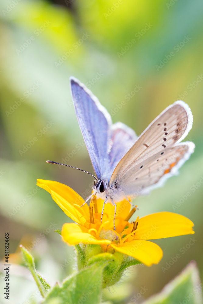 Short-tailed blue Butterfly or tailed Cupid - Cupido argiades - on green and gold - Chrysogonum virginianum. Short-tailed blue Butterfly or tailed Cupid - Cupido argiades - on green and gold - Chrysogonum virginianum.