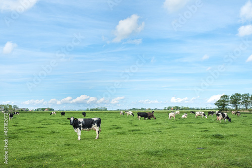 Cows in the meadow, Friesland Province, The Netherlands photo