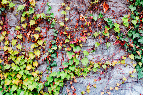 Grey brick wall with plants around