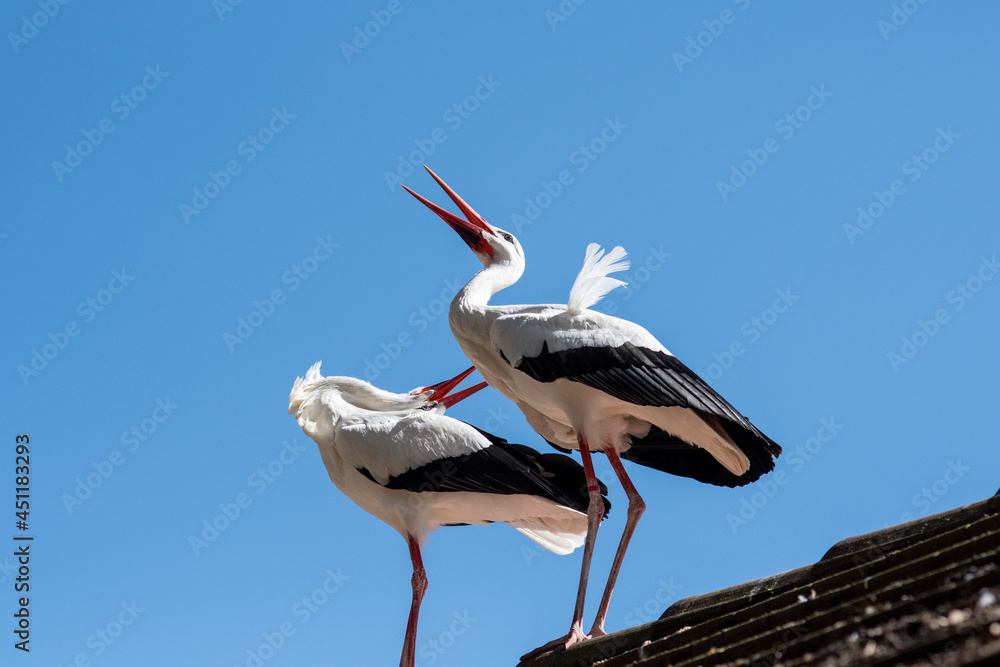 Obraz premium Grues Cranes