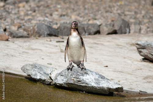 Pingouin - Manchot de Humbolt
Penguin - Humboldt Penguin photo