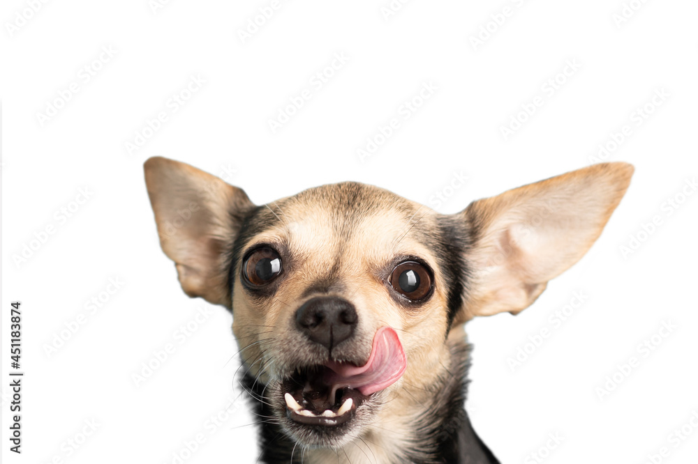 Obraz premium food for small breeds of dogs,puppy licks his lips from delicious meal,isolated pet,active cute happy terrier on a white background