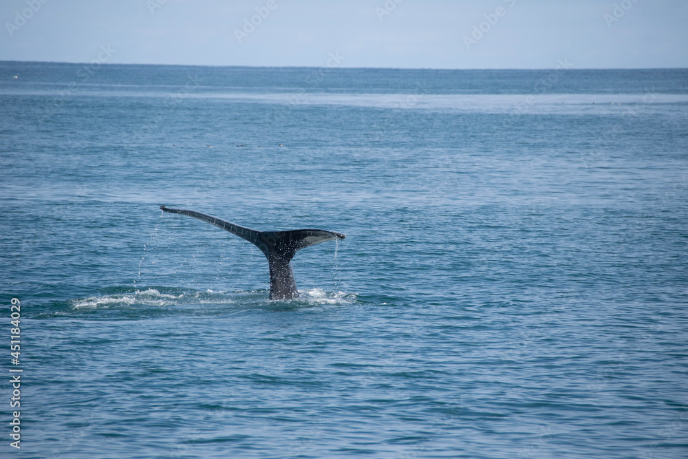 Fototapeta premium humpback tail