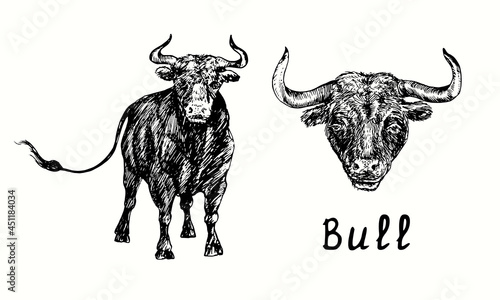 Hand drawn black bull collection, standing and head portrait, front view. Ink black and white drawing illustration