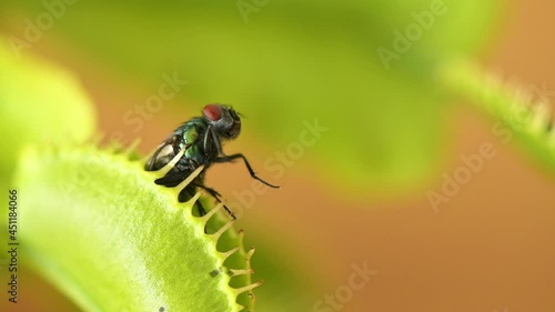 Venus flytrap with captured fly - Macroshot with low depth of field photo