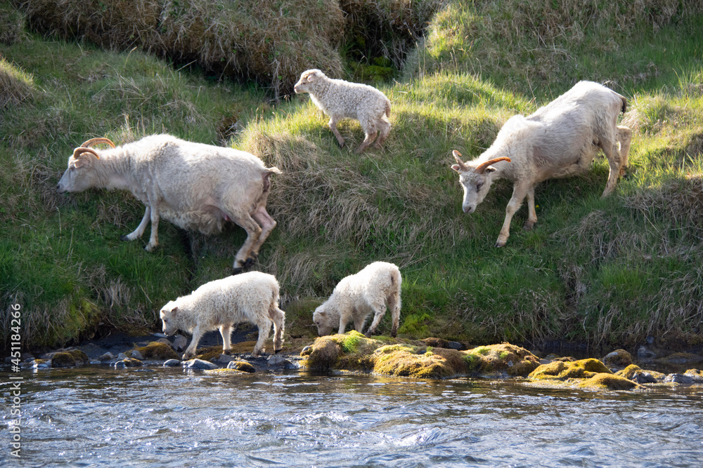 Fototapeta premium herd of sheep