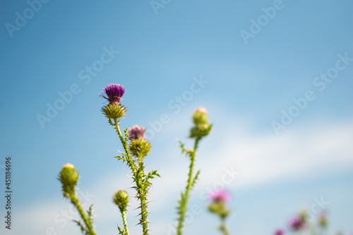 Milk thistle or Silybum Marianum herb on blue sky background  selective focus 