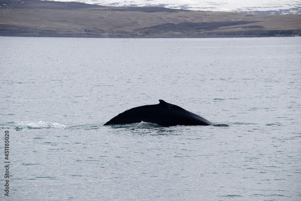 Fototapeta premium humpback tail