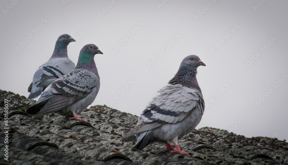 Pigeons (Columbinae) resting after flights. Pigeons (Columbinae) resting after flights.