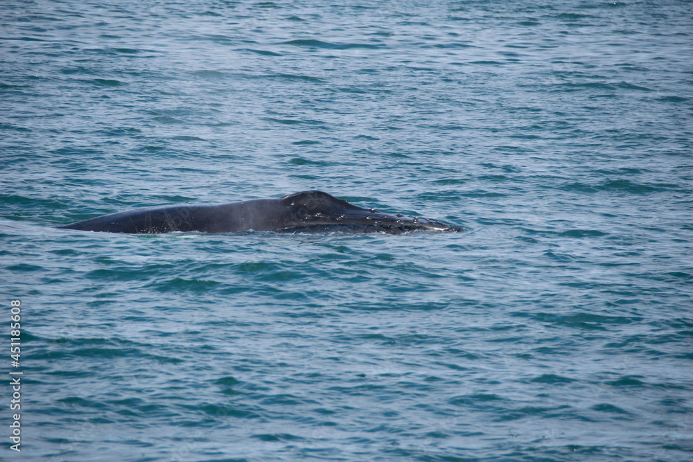 Fototapeta premium dolphin in the water