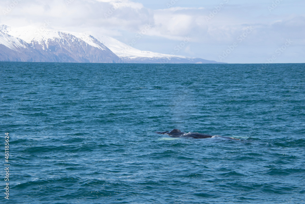 Naklejka premium humpback tail