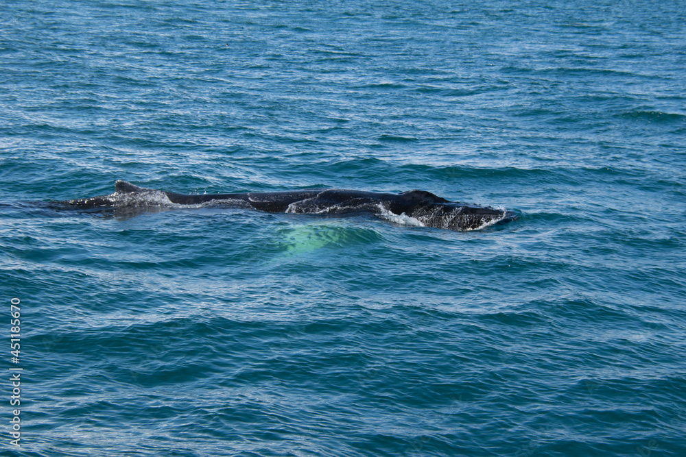 Naklejka premium dolphin swimming in the water