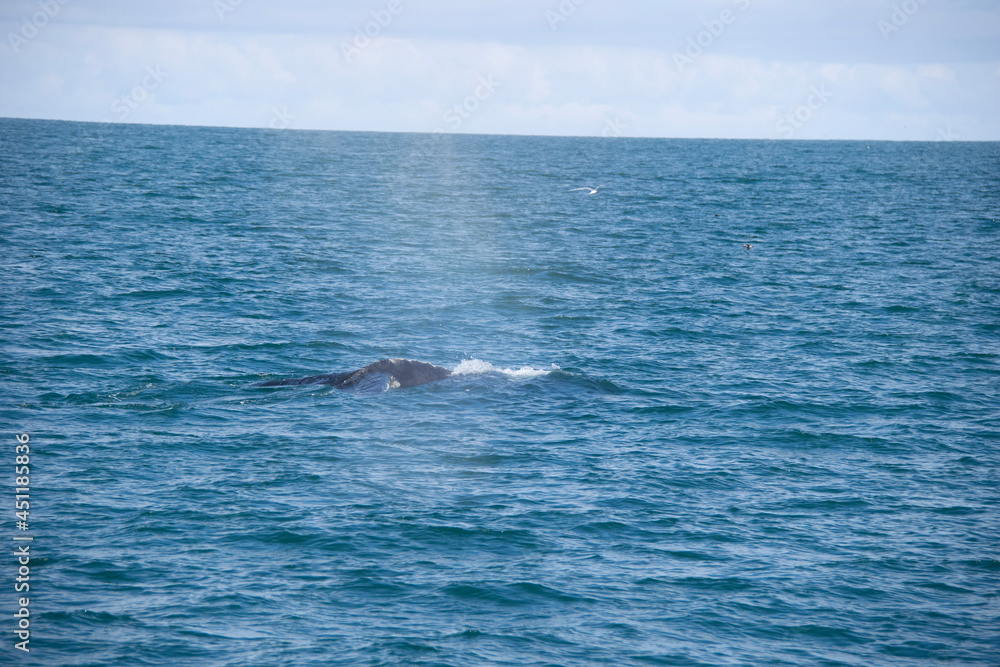 dolphins in the sea