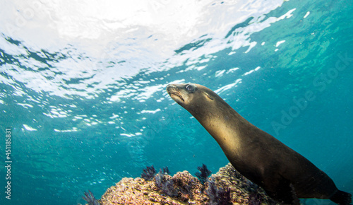 Sea Lion near to La Paz, Mexico