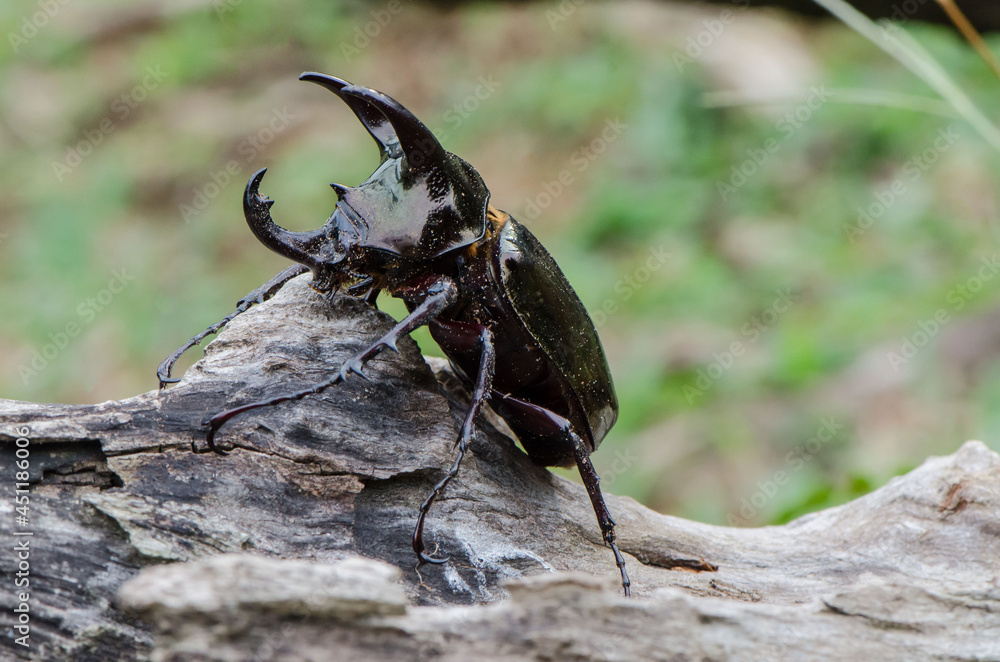 Main habitat in oil palm plantation. Malaysian Three Horned Rhinoceros