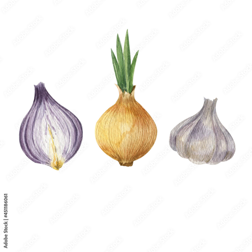 Set of various vegetables painted in watercolor. Hand-drawn illustration on a white background. Onion ahd garlic. Set of various vegetables painted in watercolor. Hand-drawn illustration on a white background. Onion ahd garlic.
