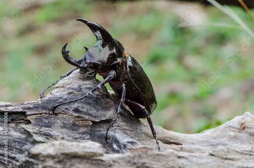 Main habitat in oil palm plantation. Malaysian Three Horned Rhinoceros Beetle. Deem a serious agricultural pest where many young palm shoots were destroyed yearly and can be pets for nature lovers.