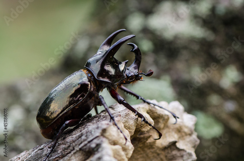 Main habitat in oil palm plantation. Malaysian Three Horned Rhinoceros Beetle. Deem a serious agricultural pest where many young palm shoots were destroyed yearly and can be pets for nature lovers. © ysk1