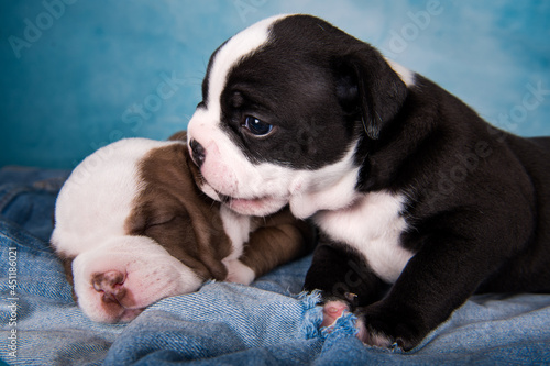 Two funny American Bullies puppies on blue background