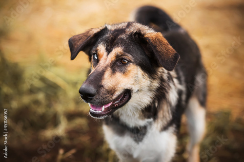 A portrait of a cute mongrel dog with eyes of different colors, who looks at the owner with joy. A loyal pet.