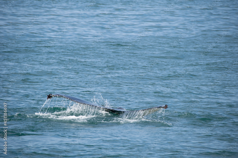 Fototapeta premium whale in the sea