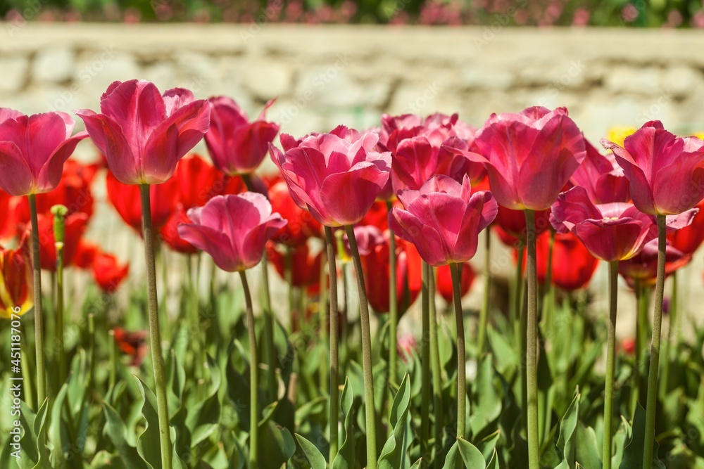 beautiful natural bunch of flower tulips in garden beautiful natural bunch of flower tulips in garden