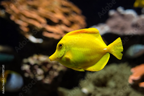 Fotografie Yellow tang Zebrasoma flavescens fish underwater in sea