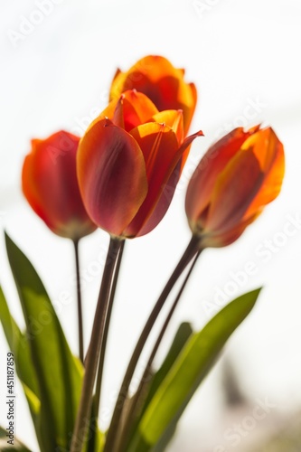 beautiful natural bunch of flower tulips