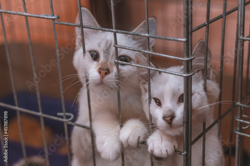 The pet sits in a cage. Lock up sad cats. Young kittens are looking for a home. Sad pets