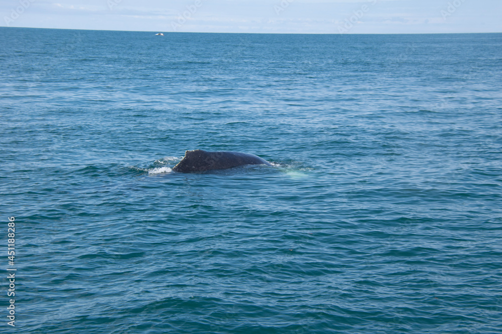 dolphin in the sea