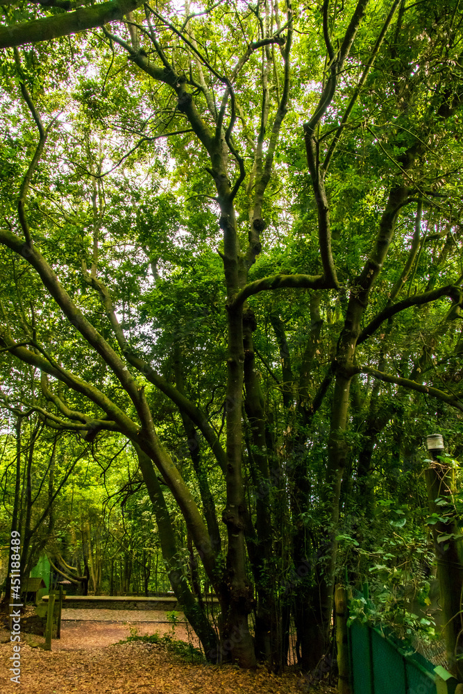 Árboles en un sendero de Tacoronte, isla de Tenerife Árboles en un sendero de Tacoronte, isla de Tenerife