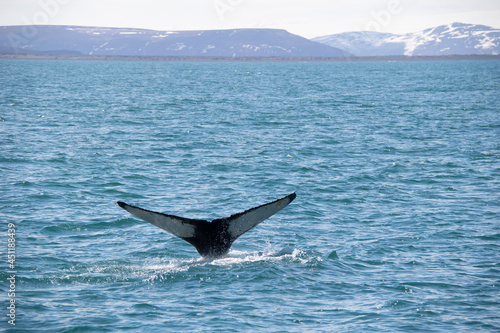 humpback tail