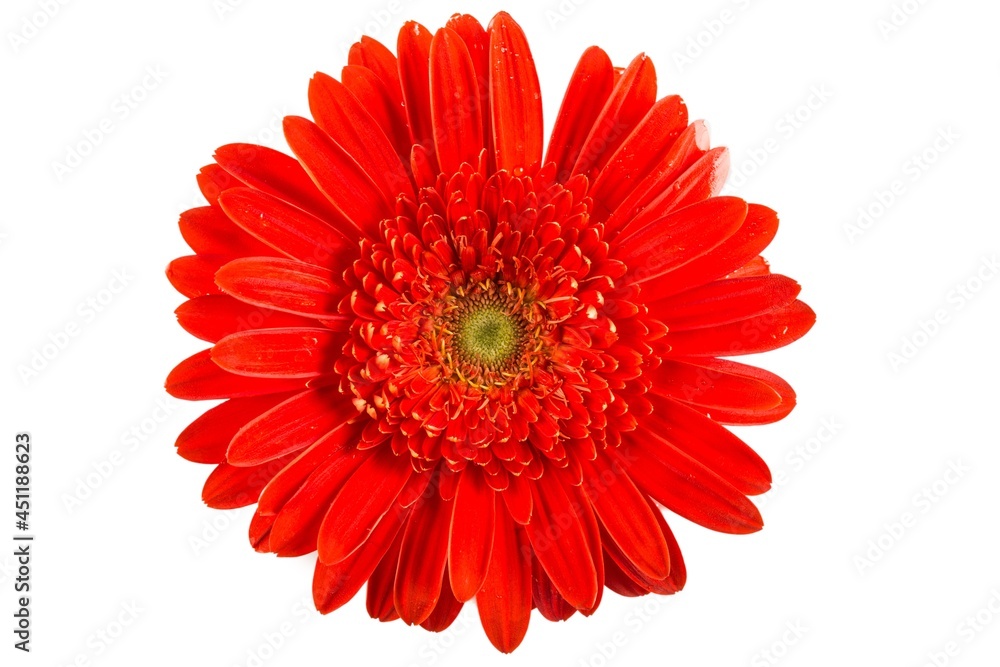 Colorful Gerbera Daisy flower