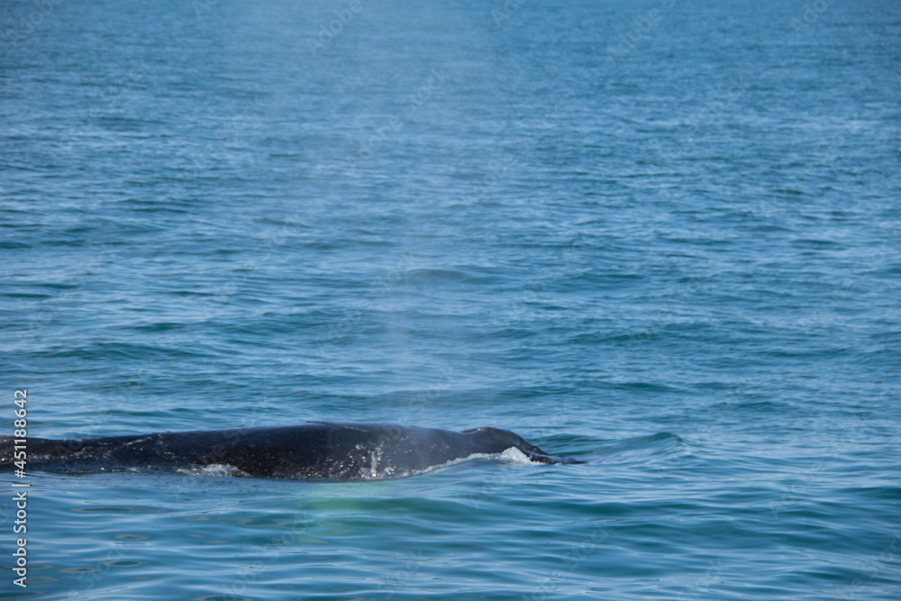 dolphin in the water