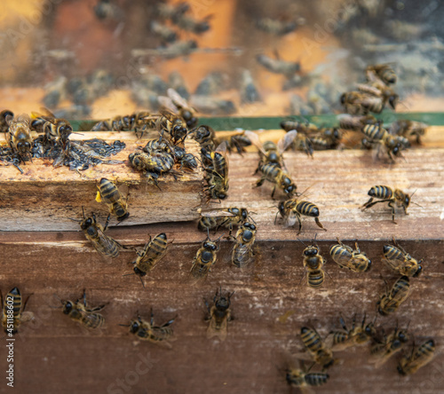 family of bees on wooden background © studybos