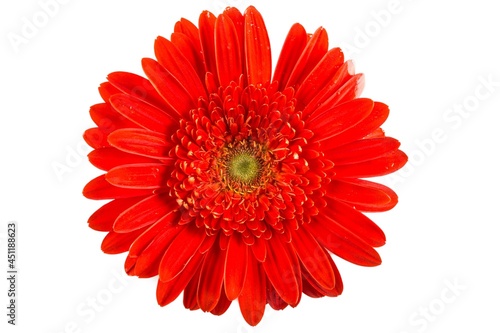 Colorful Gerbera Daisy flower