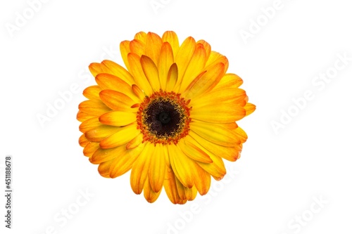 Yellow Gerbera Daisy flower