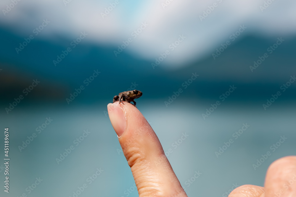 Hand holding a frog. Frog tadpole, anuran on sitting on human Finger on mountain and lake background Hand holding a frog. Frog tadpole, anuran on sitting on human Finger on mountain and lake background
