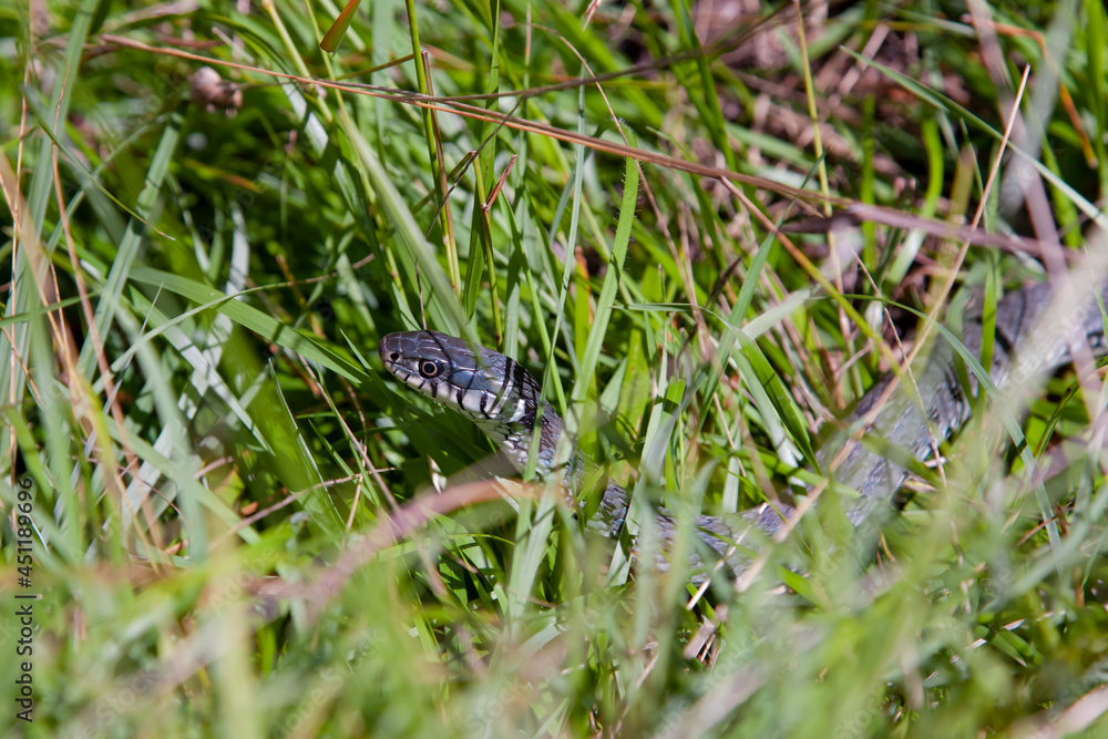 Fototapeta premium Snake in the grass. Common grass snake (Natrix natrix) in the green grass, meadow