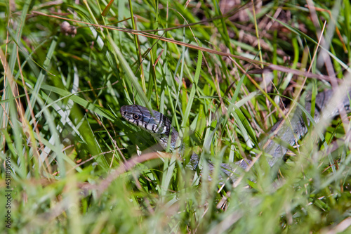 Snake in the grass. Common grass snake (Natrix natrix) in the green grass, meadow