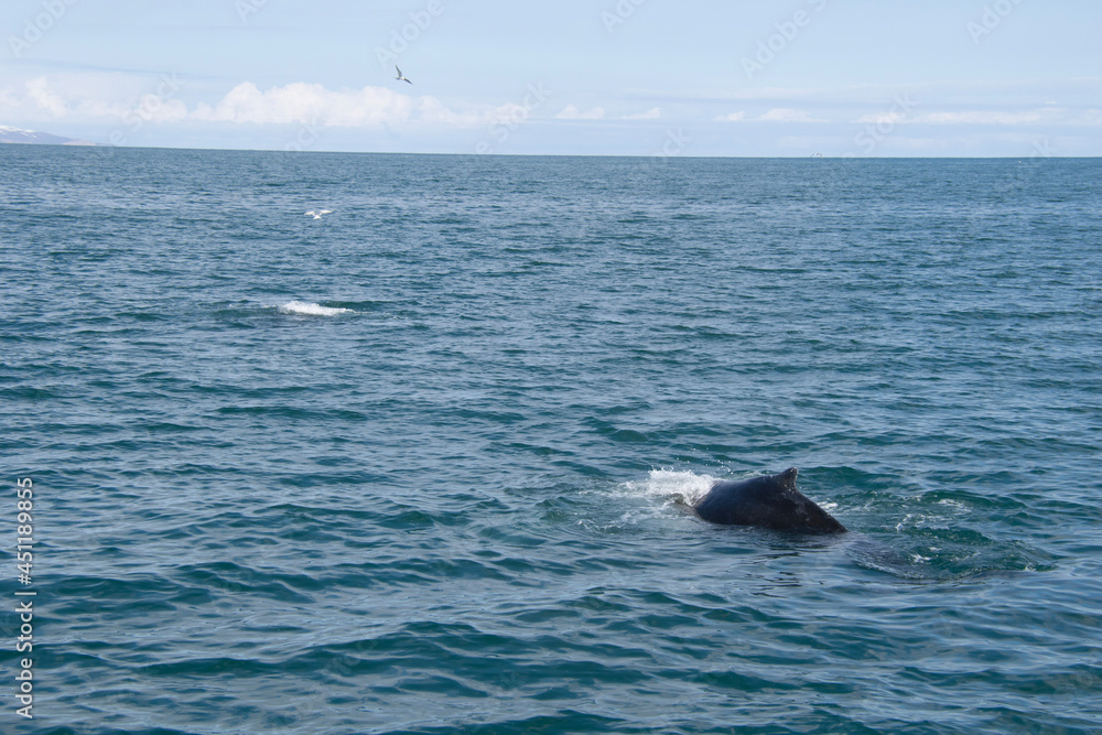 humpback tail humpback tail