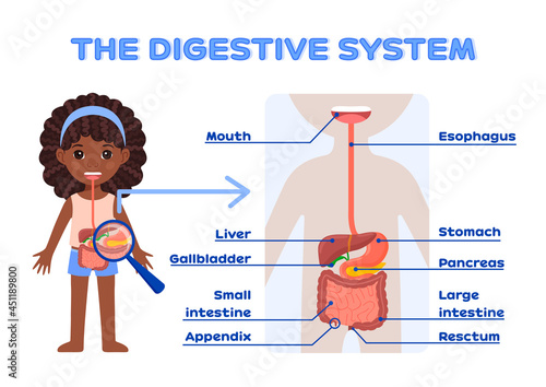 Afro Black Little Girl and Human Digestive System. Internal organs. Description with Words. Poster for Printing, Page from Workbook for School Children. Flat Cartoon Style. White background. Vector.