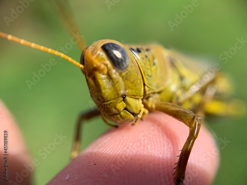 grasshopper biting a finger © James Gu