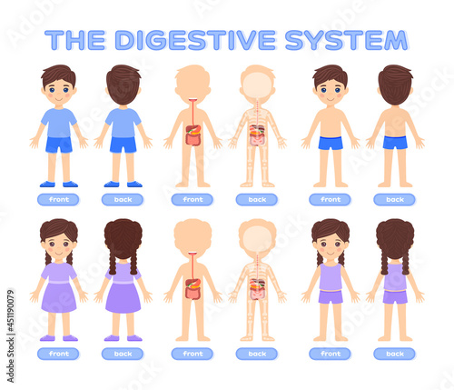 Set of Cartoon Graphic Objects. Digestive System Front Back View. Gastrointestinal Tract Image for Children. Isolated Little Boy and Girl. Medical Illustration for Lesson of Anatomy, Biology. Vector