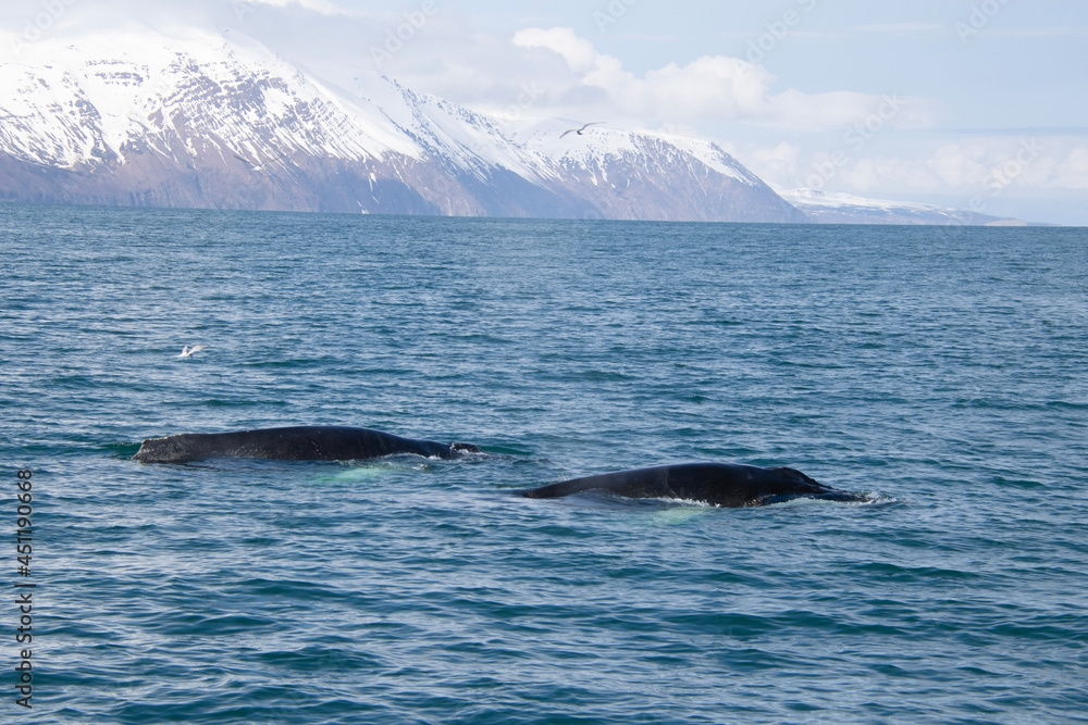 Fototapeta premium humpback tail