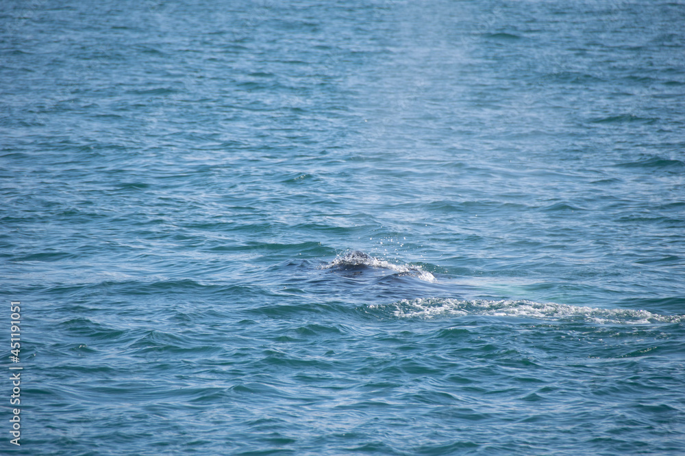 Naklejka premium dolphins in the sea