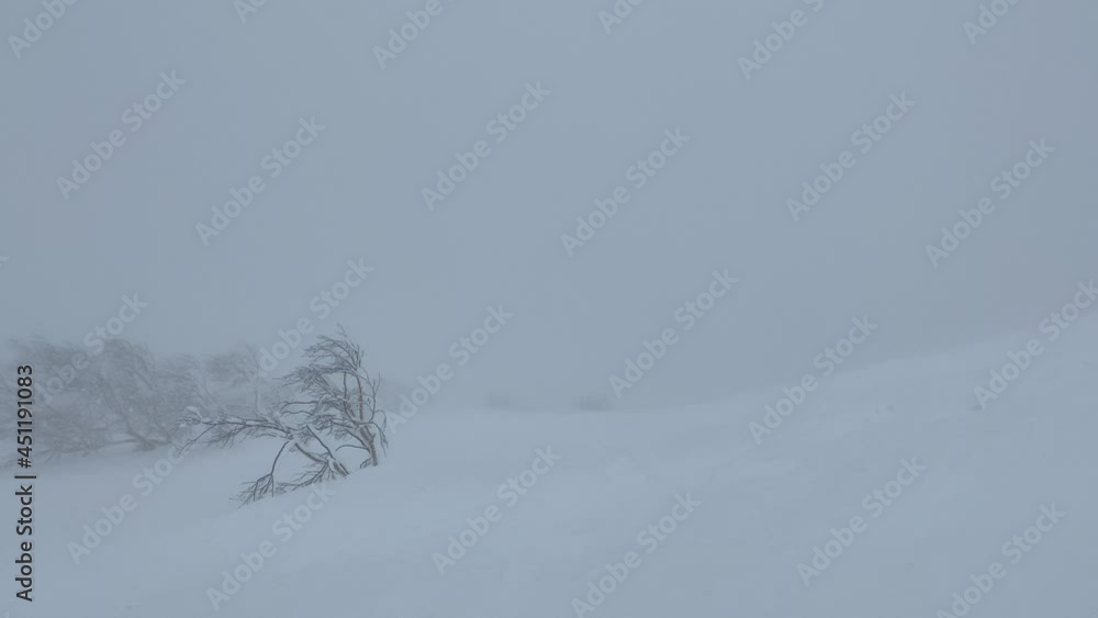 whiteout whiteout