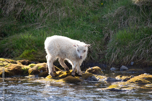 sheep in the snow